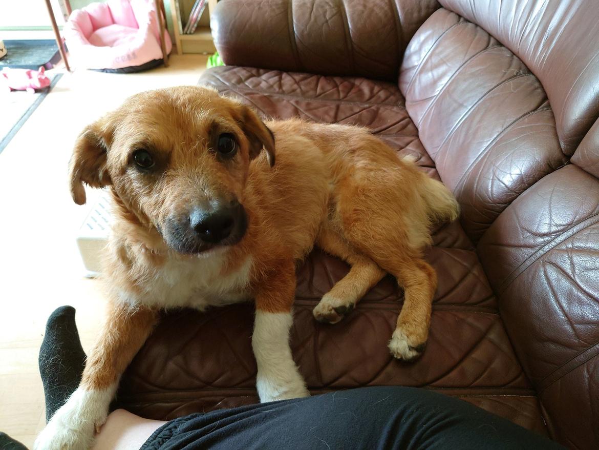 Blanding af racer Emina billede 6