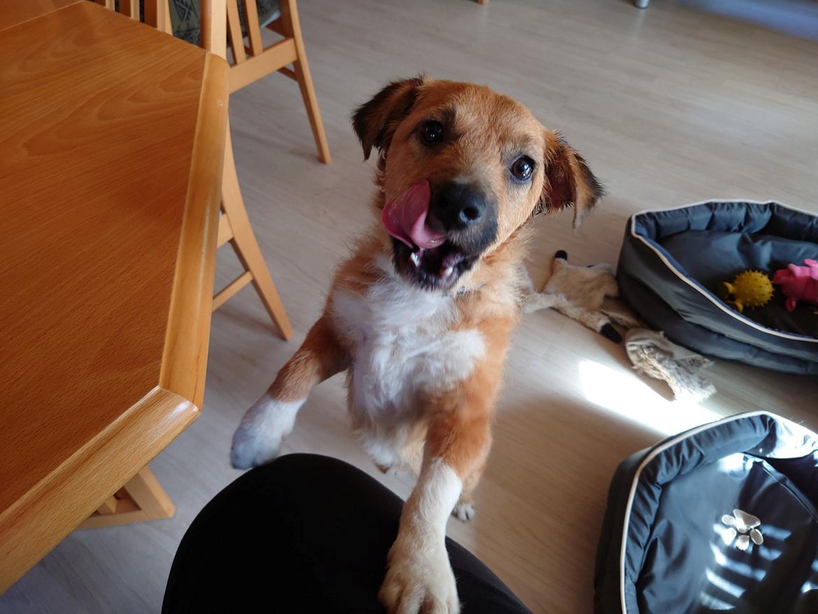 Blanding af racer Emina billede 3