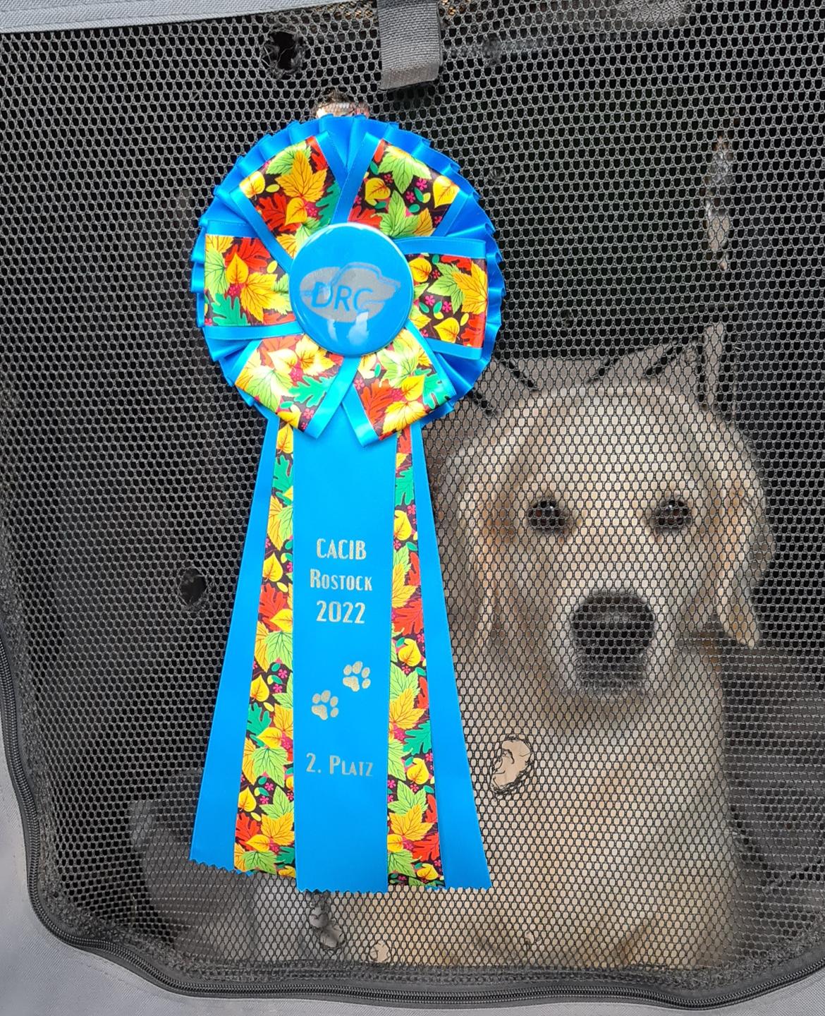 Golden retriever DKCH(U) DKJUCH DEVDHCH Manhattan V.D. Corner Brook - International CACIB Udstilling Rostock 01.10.2022 - EXC 2 RES CAC billede 27