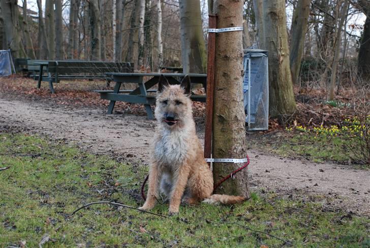 Laekenois Sunred`s Cindy v.quint ( himmelhund) billede 12