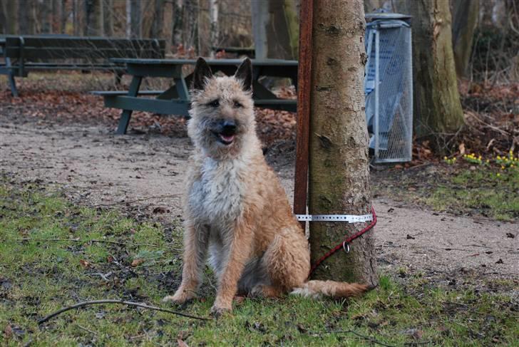 Laekenois Sunred`s Cindy v.quint ( himmelhund) billede 13