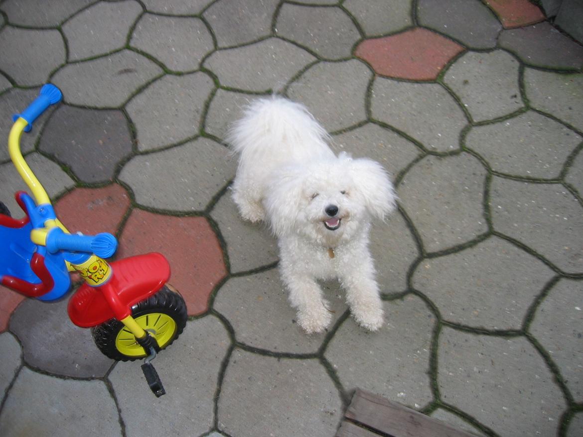 Bichon à poil frisé Max (Skovfryd Snow Max) billede 47