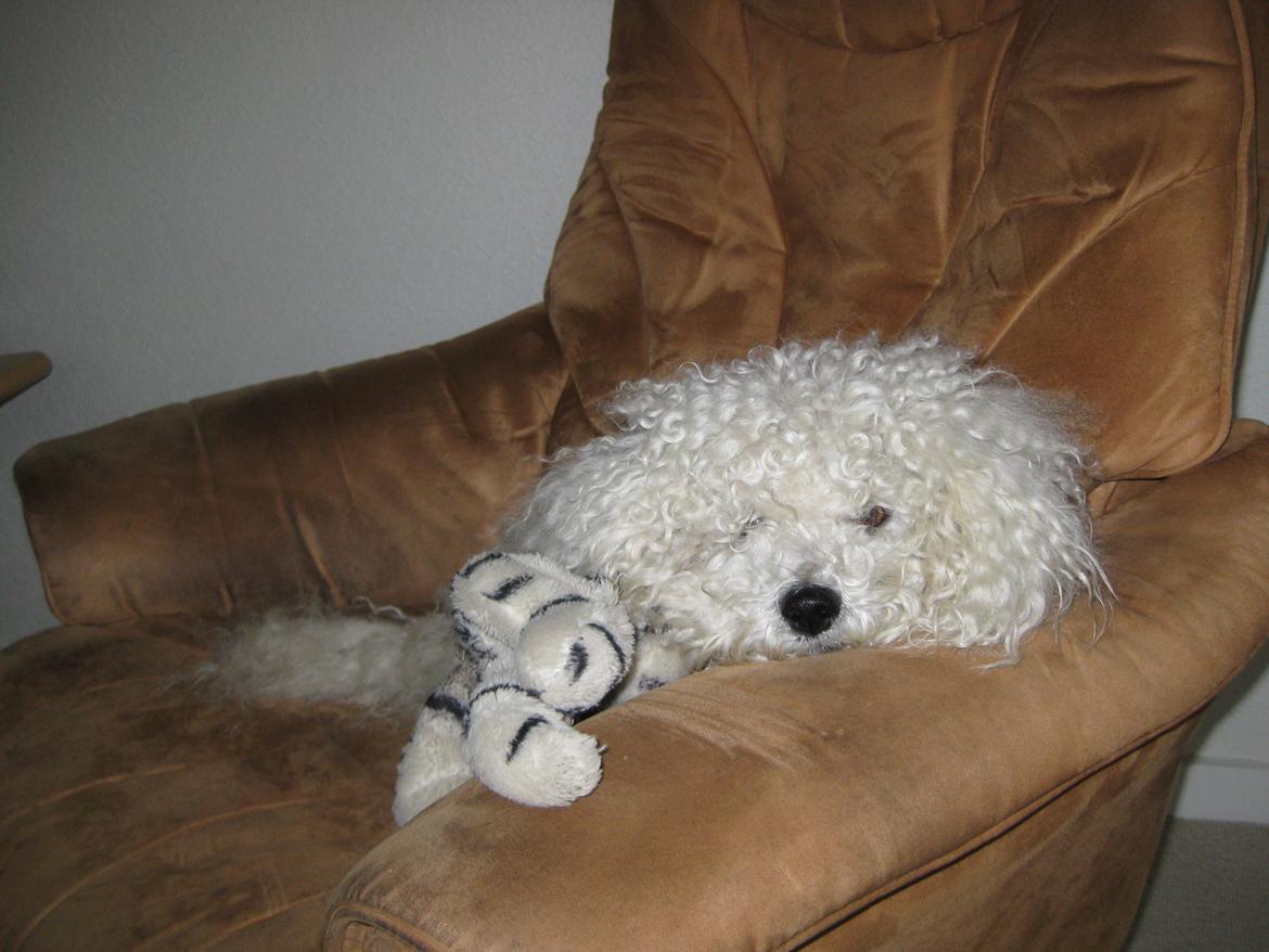 Bichon à poil frisé Max (Skovfryd Snow Max) - Max sammen med han elsket bame som han fik af min morfar.  billede 6