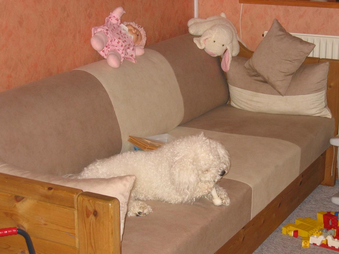 Bichon à poil frisé Max (Skovfryd Snow Max) - holder øje med dagplejebørn billede 9