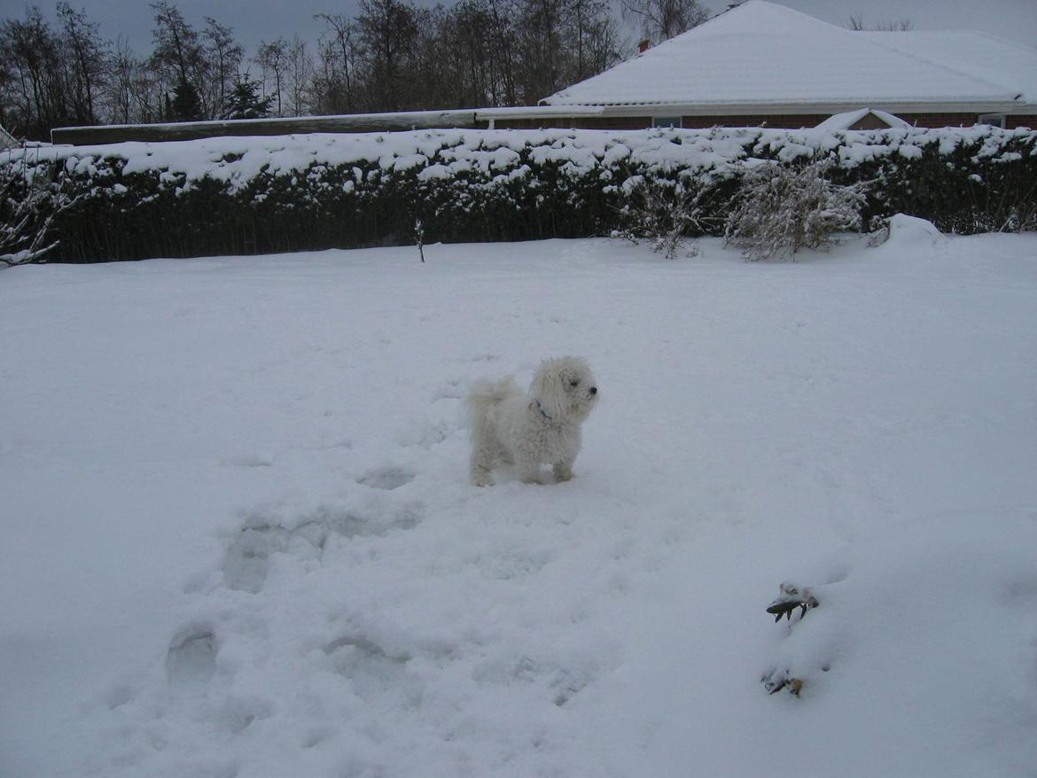 Bichon à poil frisé Max (Skovfryd Snow Max) billede 20