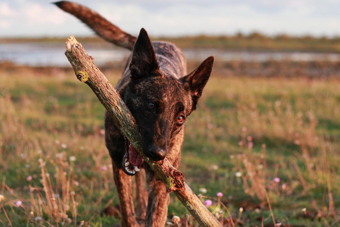 Hollandsk hyrdehund Jessie - Jeg har fundet den flotteste pind. Okt 22 billede 4