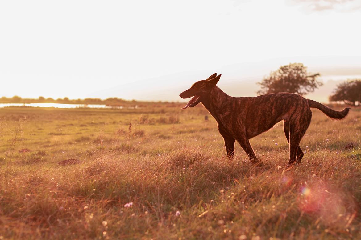 Hollandsk hyrdehund Jessie - I efterårssolen, Oktober 22. 1 år og 9 mdr billede 21