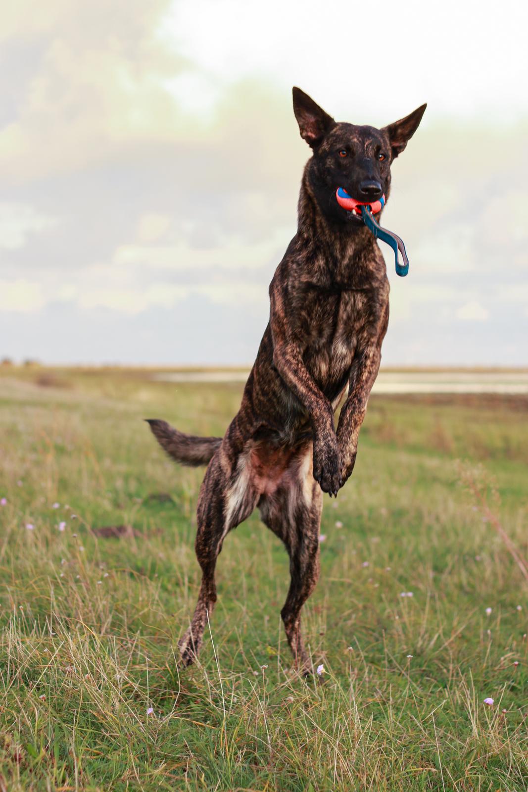 Hollandsk hyrdehund Jessie - Jeg fik den! Igen. Okt 22 billede 12