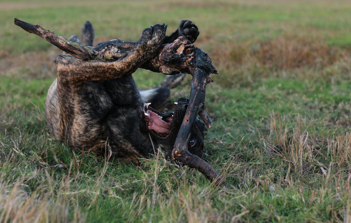 Hollandsk hyrdehund Jessie - Angrebet af pind. Okt 22 billede 9