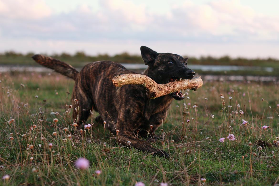 Hollandsk hyrdehund Jessie - Nu lidt ældre med nedlagt pind. Okt 22 billede 35