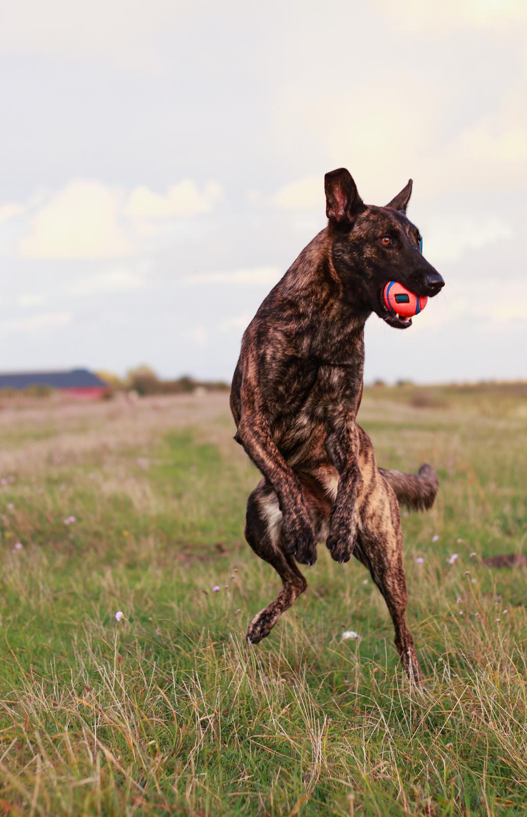 Hollandsk hyrdehund Jessie - Fuld fart over feltet og igang med en af yndlingsbeskæftigelserne. Okt 22 billede 6