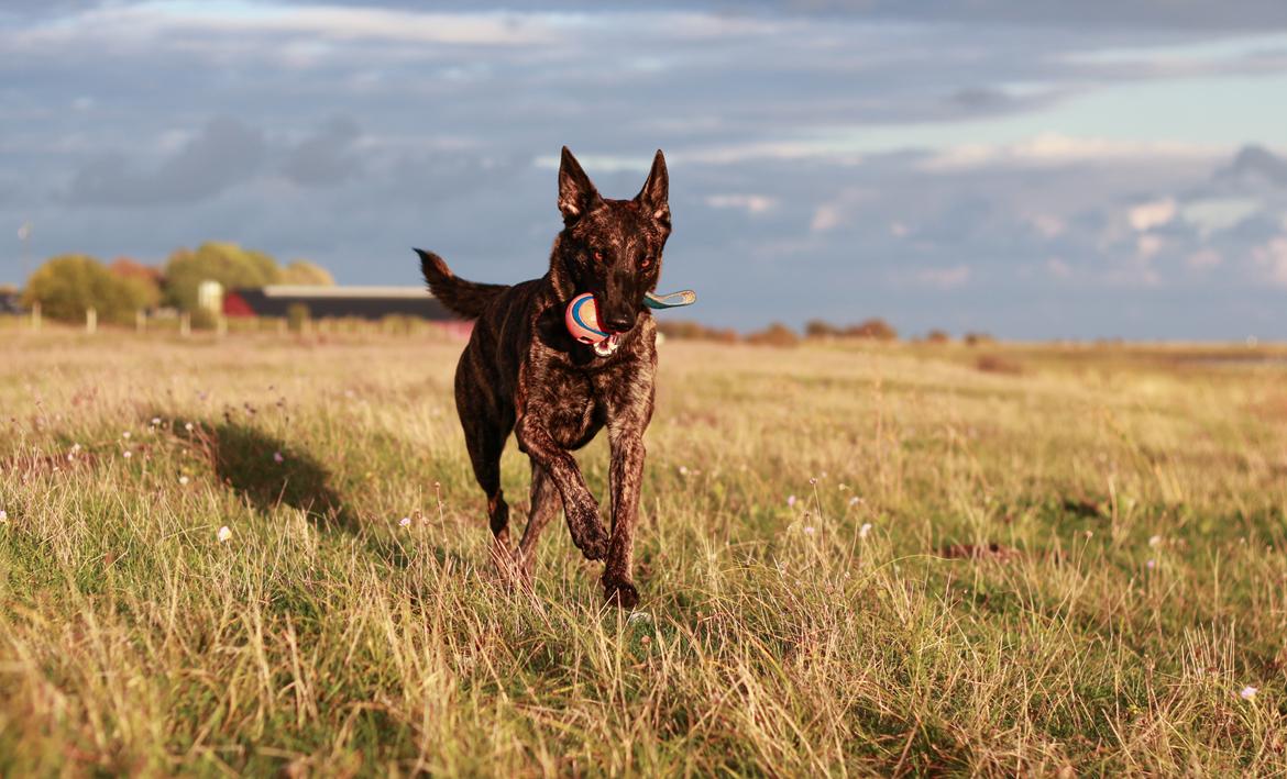 Hollandsk hyrdehund Jessie - Okt 22 billede 28