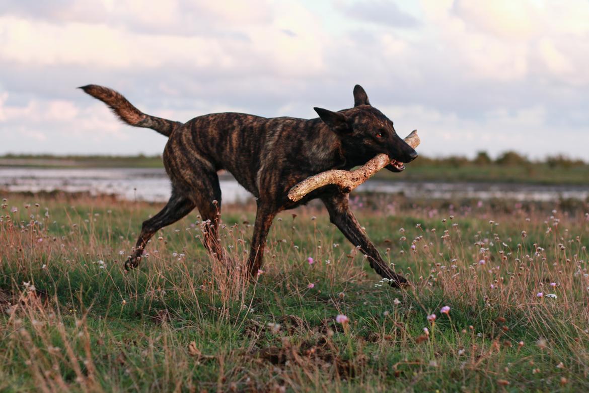 Hollandsk hyrdehund Jessie billede 27