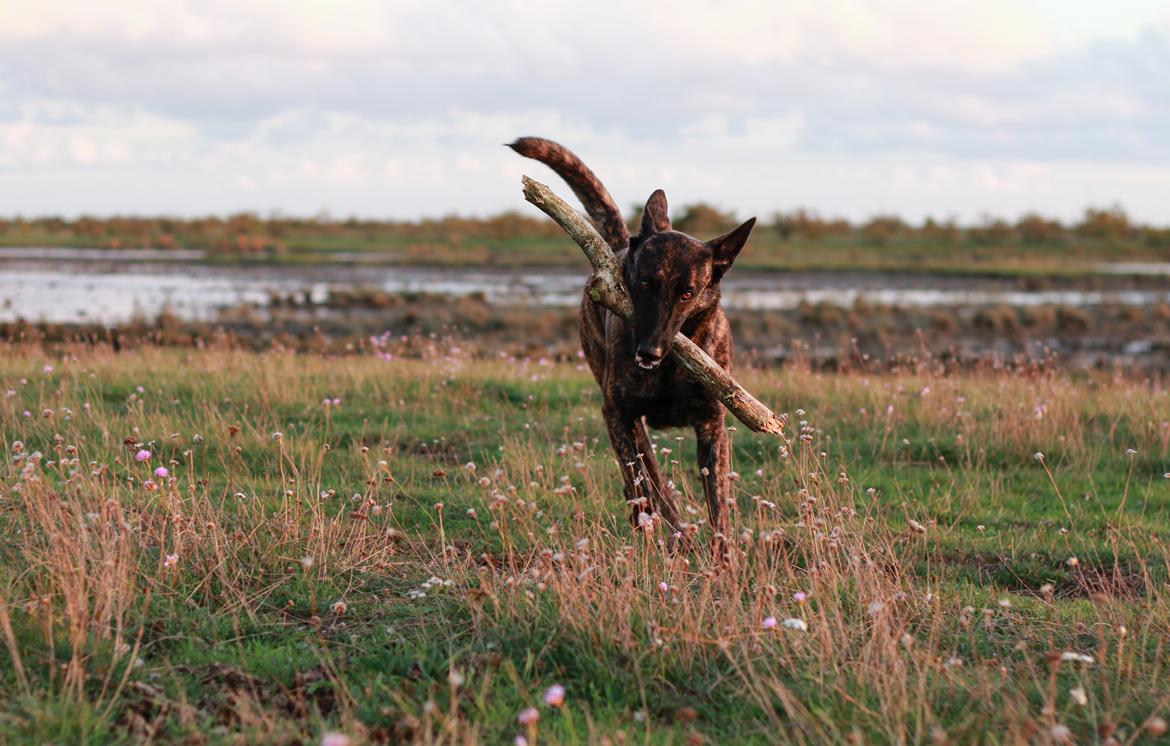 Hollandsk hyrdehund Jessie billede 23
