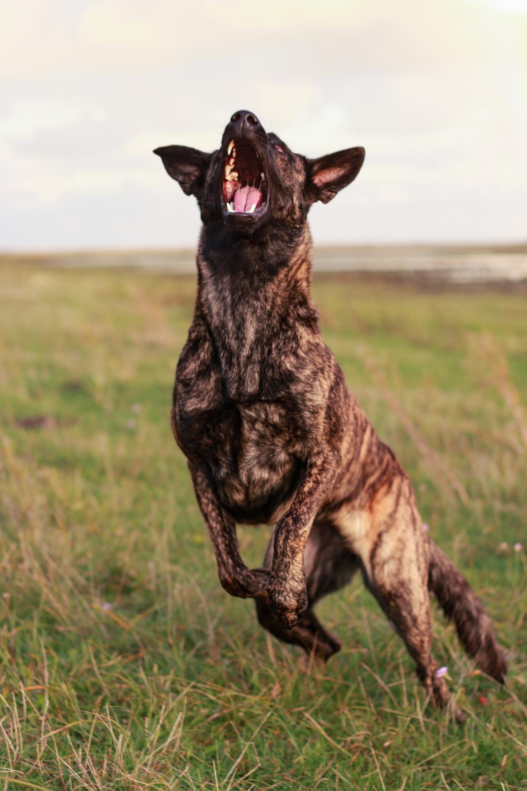 Hollandsk hyrdehund Jessie billede 20