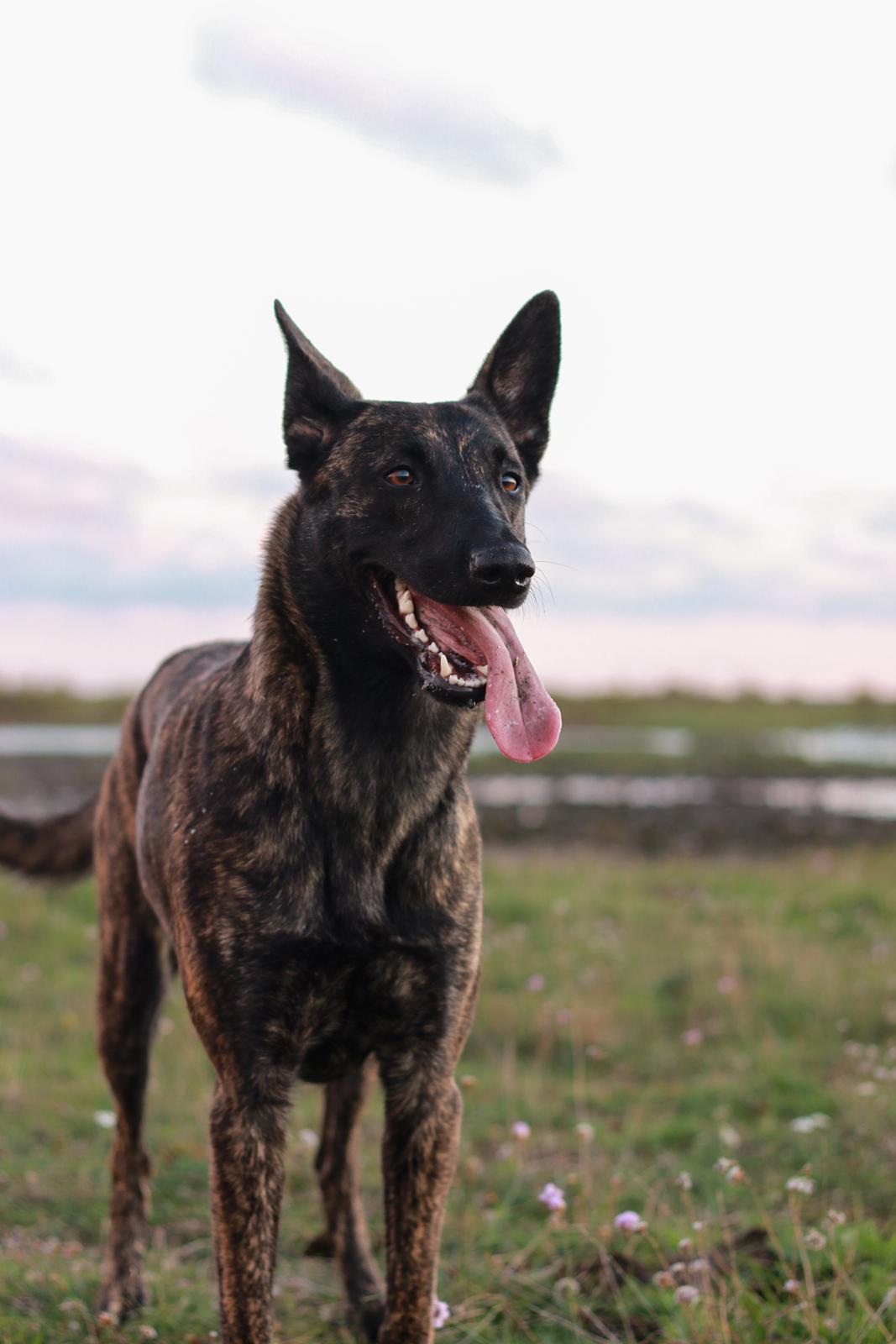 Hollandsk hyrdehund Jessie - 1 år og 8 mdr billede 2