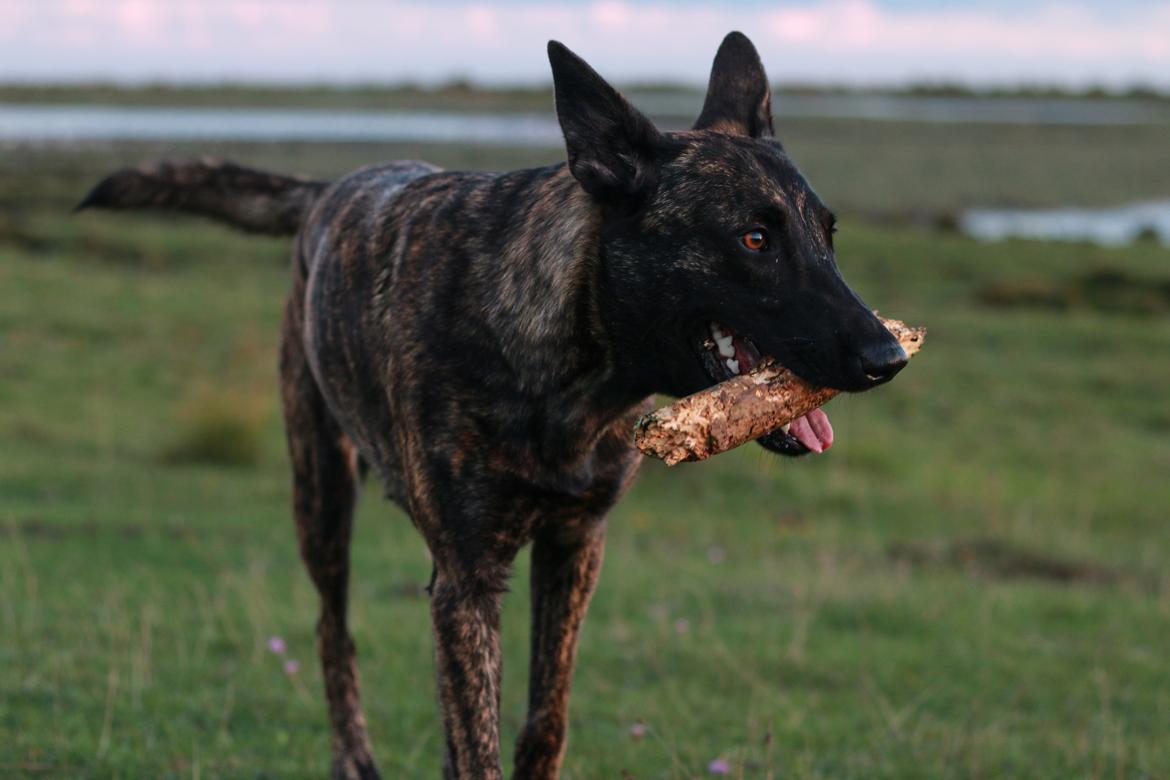 Hollandsk hyrdehund Jessie - Lige så glad selv med en halv pind billede 31