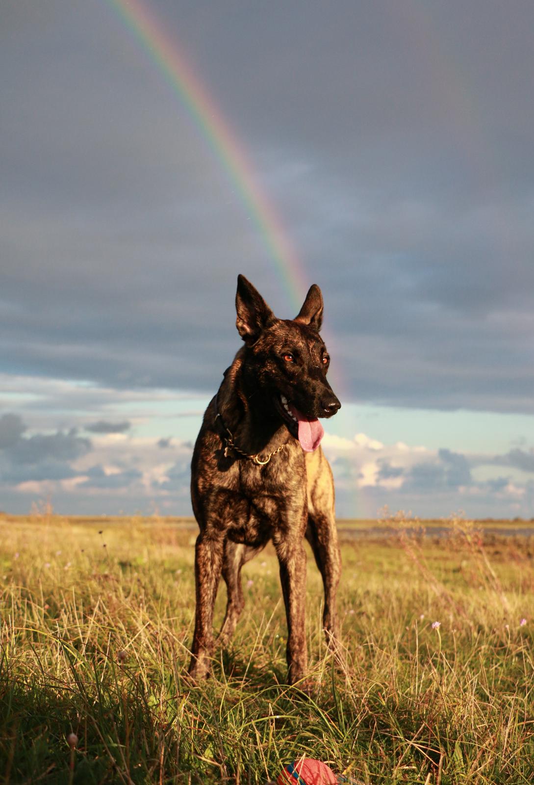 Hollandsk hyrdehund Jessie - Det jeg fandt for enden af regnbuen, er meget mere end glud værd. Okt 22 billede 11