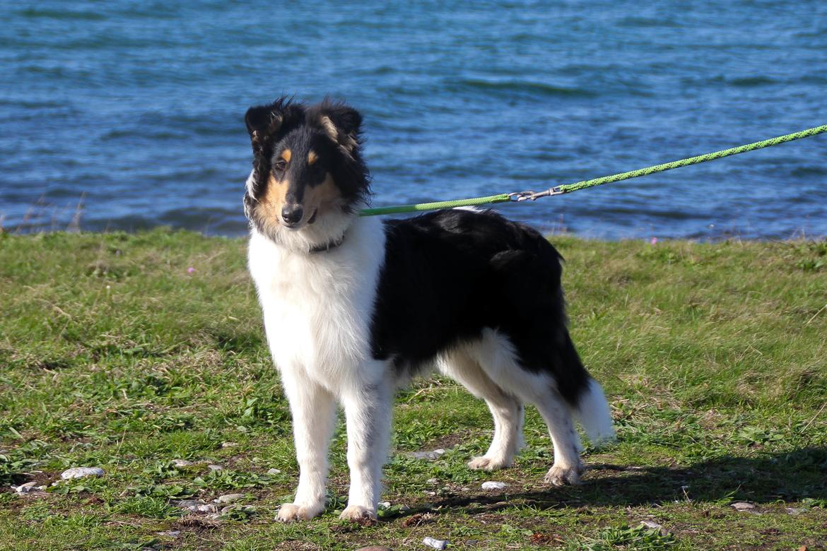 Collie langhåret Ebony Moor´s Highranking Hero billede 3