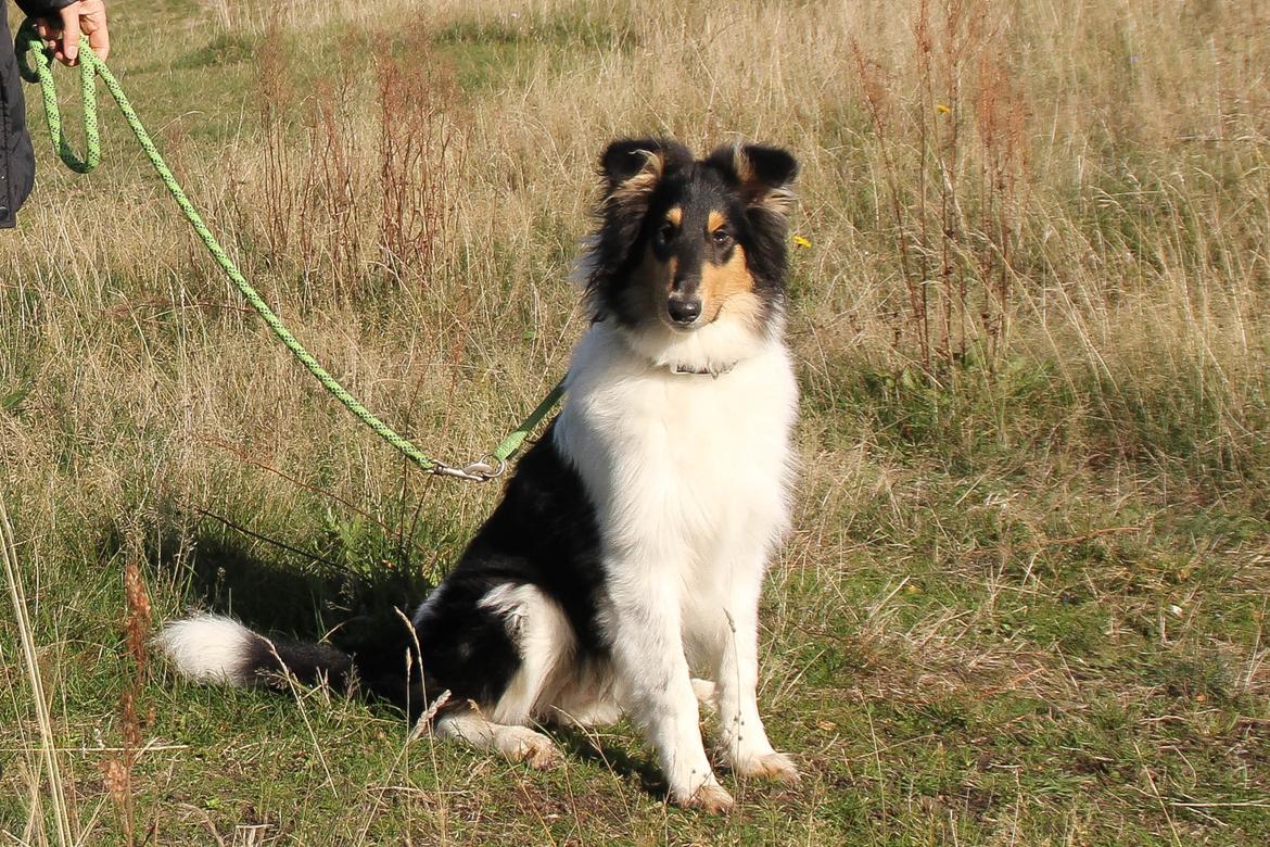 Collie langhåret Ebony Moor´s Highranking Hero billede 4