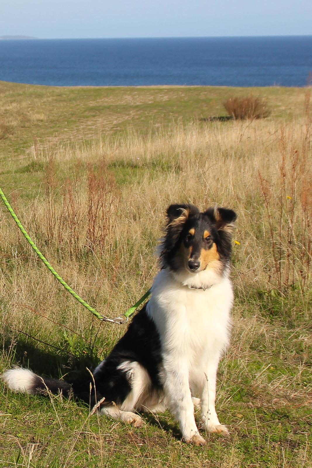 Collie langhåret Ebony Moor´s Highranking Hero billede 5