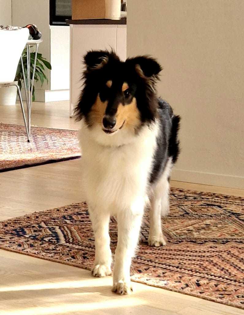 Collie langhåret Ebony Moor´s Highranking Hero - Hero 5 måneder billede 1