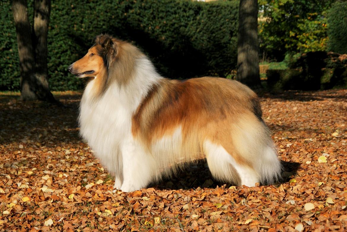 Collie langhåret Ebony Moor´s Highranking Hero - Far Wicani Sweet Talking Guy billede 6