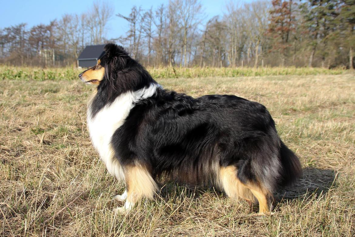 Collie langhåret Ebony Moor´s Highranking Hero - Mor Sapphiresky Let Fate Decide billede 7