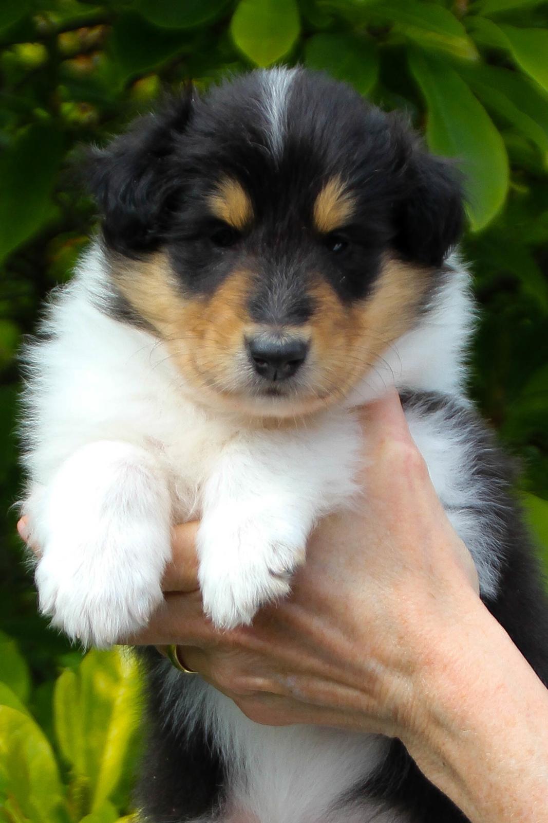 Collie langhåret Ebony Moor´s Highranking Hero billede 2