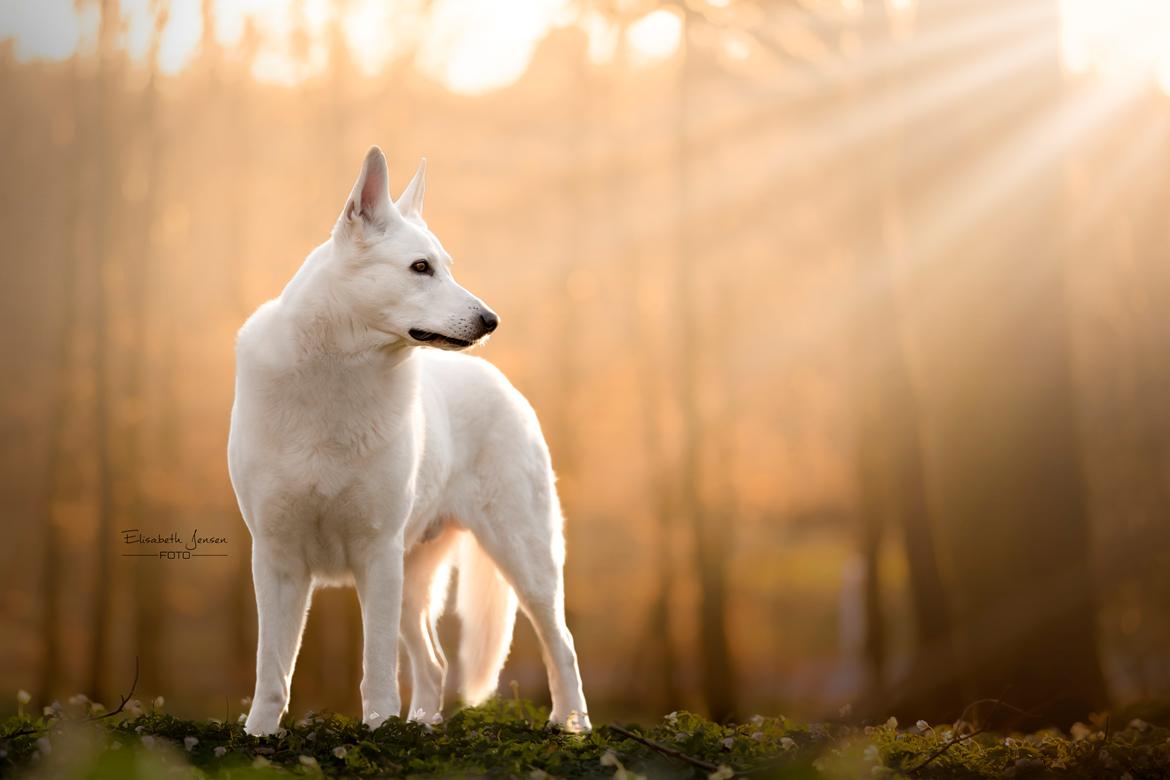 Hvid Schweizisk Hyrdehund Lobo billede 1