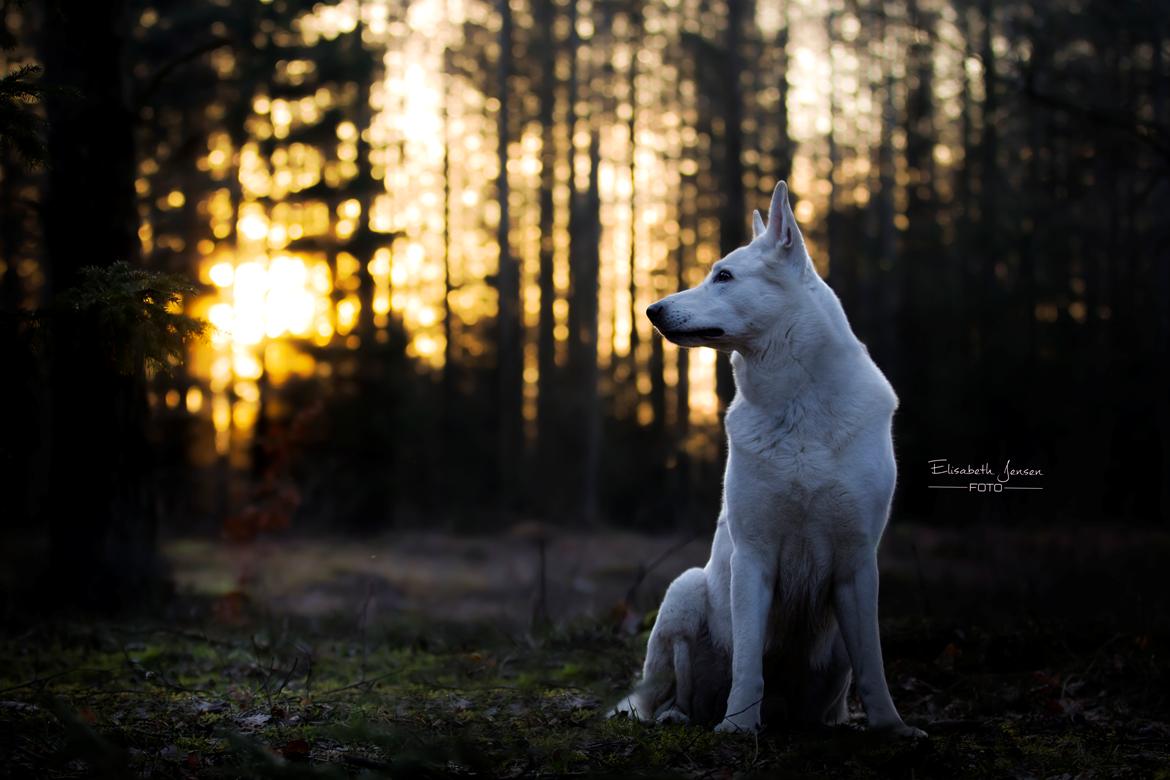 Hvid Schweizisk Hyrdehund Lobo billede 3