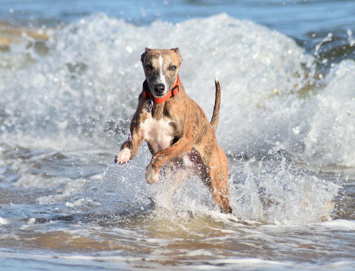 Whippet Falcon (Tanalorn Mr. Quade) billede 2