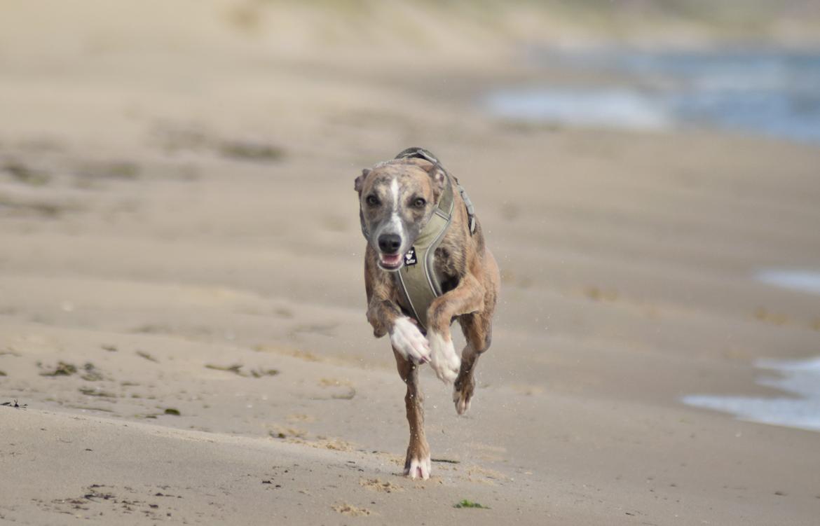 Whippet Falcon (Tanalorn Mr. Quade) billede 22