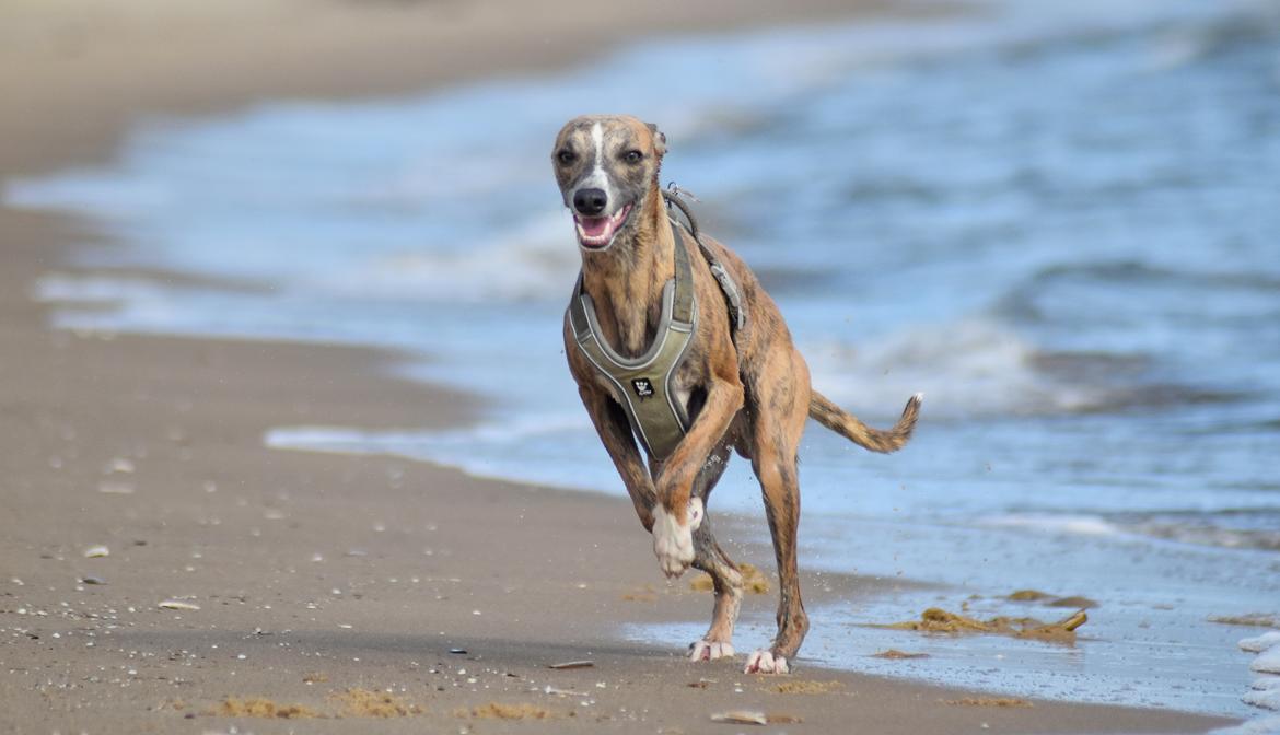 Whippet Falcon (Tanalorn Mr. Quade) billede 23