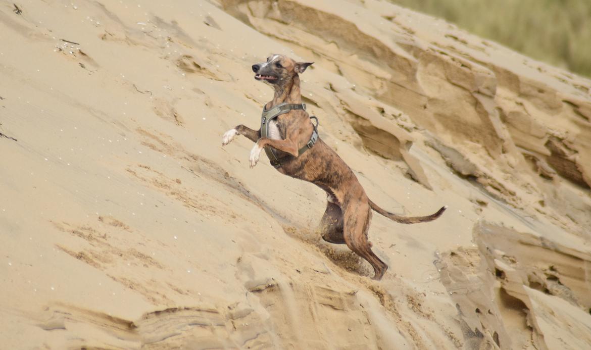 Whippet Falcon (Tanalorn Mr. Quade) billede 24