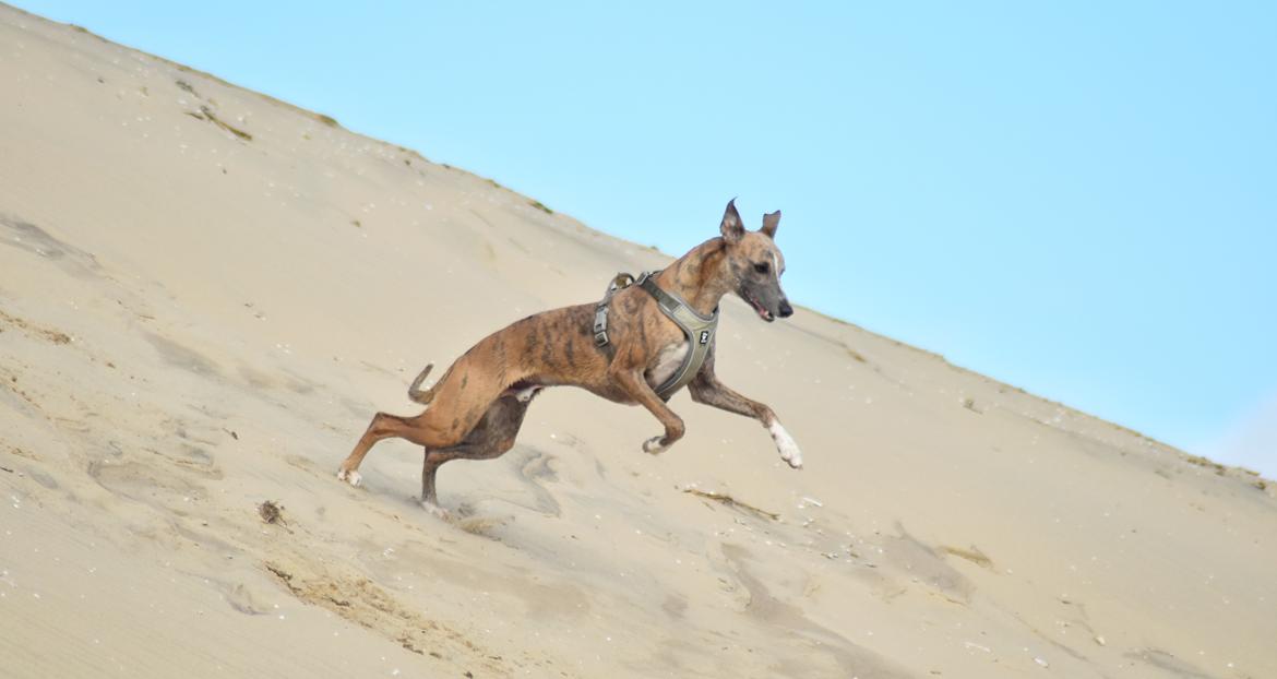 Whippet Falcon (Tanalorn Mr. Quade) billede 30