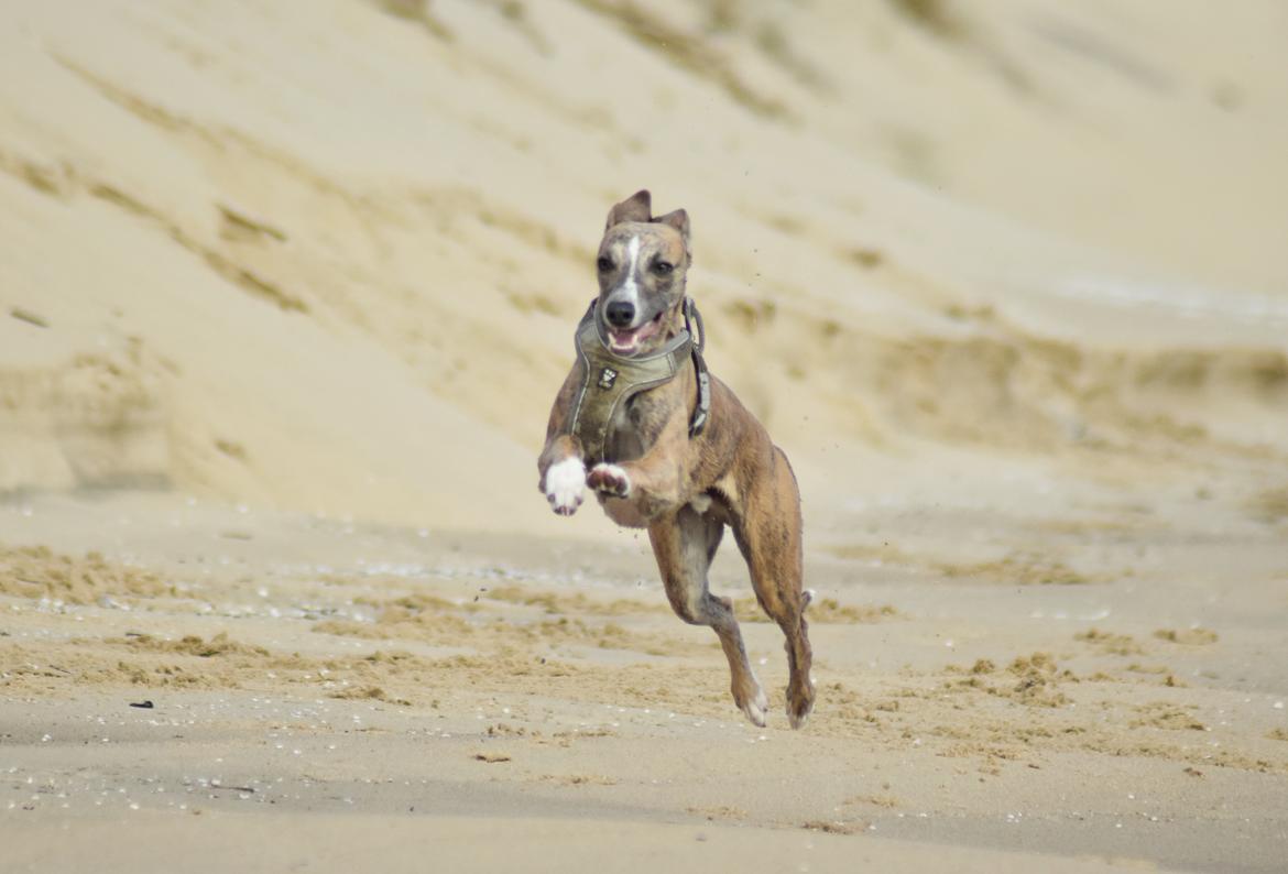 Whippet Falcon (Tanalorn Mr. Quade) billede 31