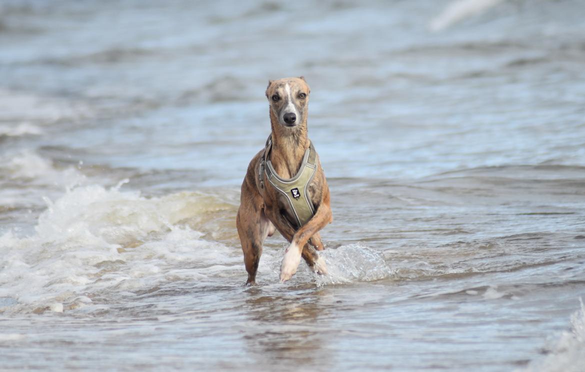 Whippet Falcon (Tanalorn Mr. Quade) billede 27