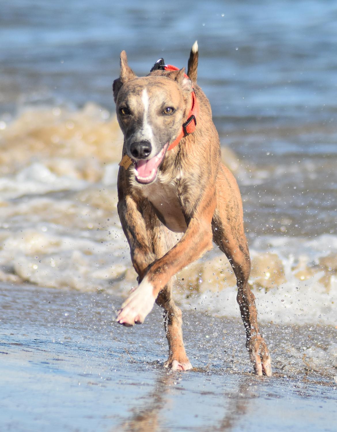 Whippet Falcon (Tanalorn Mr. Quade) billede 25