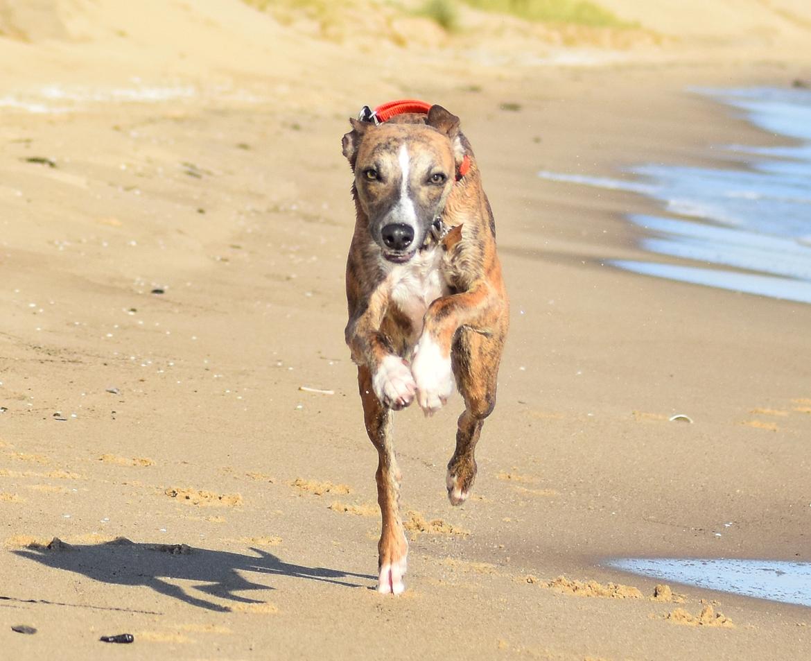 Whippet Falcon (Tanalorn Mr. Quade) billede 26