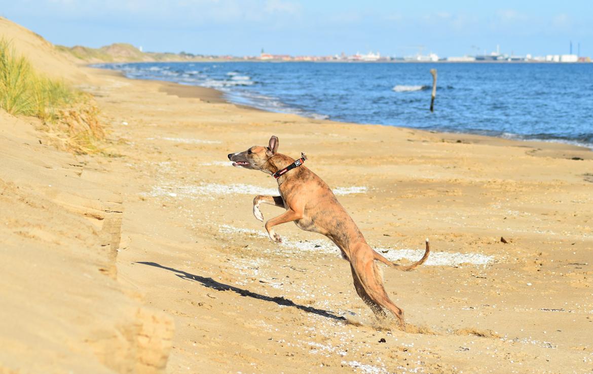 Whippet Falcon (Tanalorn Mr. Quade) billede 38