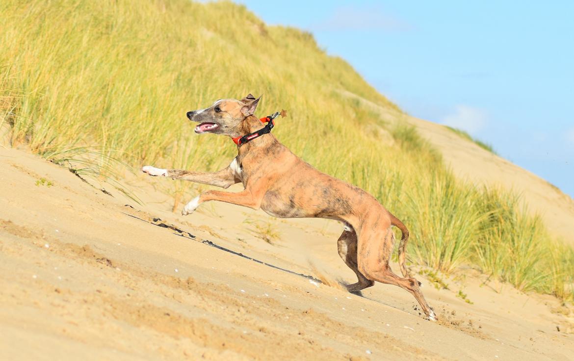 Whippet Falcon (Tanalorn Mr. Quade) billede 28