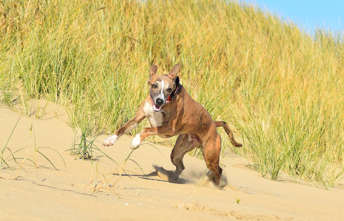 Whippet Falcon (Tanalorn Mr. Quade) billede 33