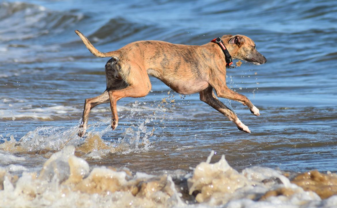 Whippet Falcon (Tanalorn Mr. Quade) billede 34