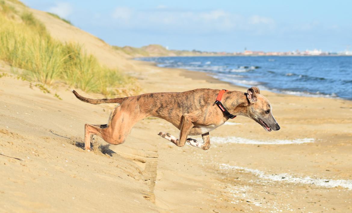 Whippet Falcon (Tanalorn Mr. Quade) billede 35