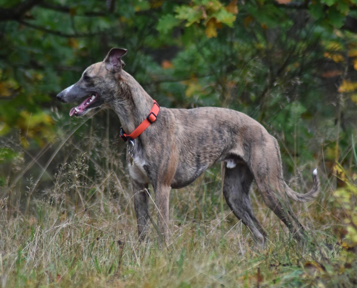 Whippet Falcon (Tanalorn Mr. Quade) billede 36