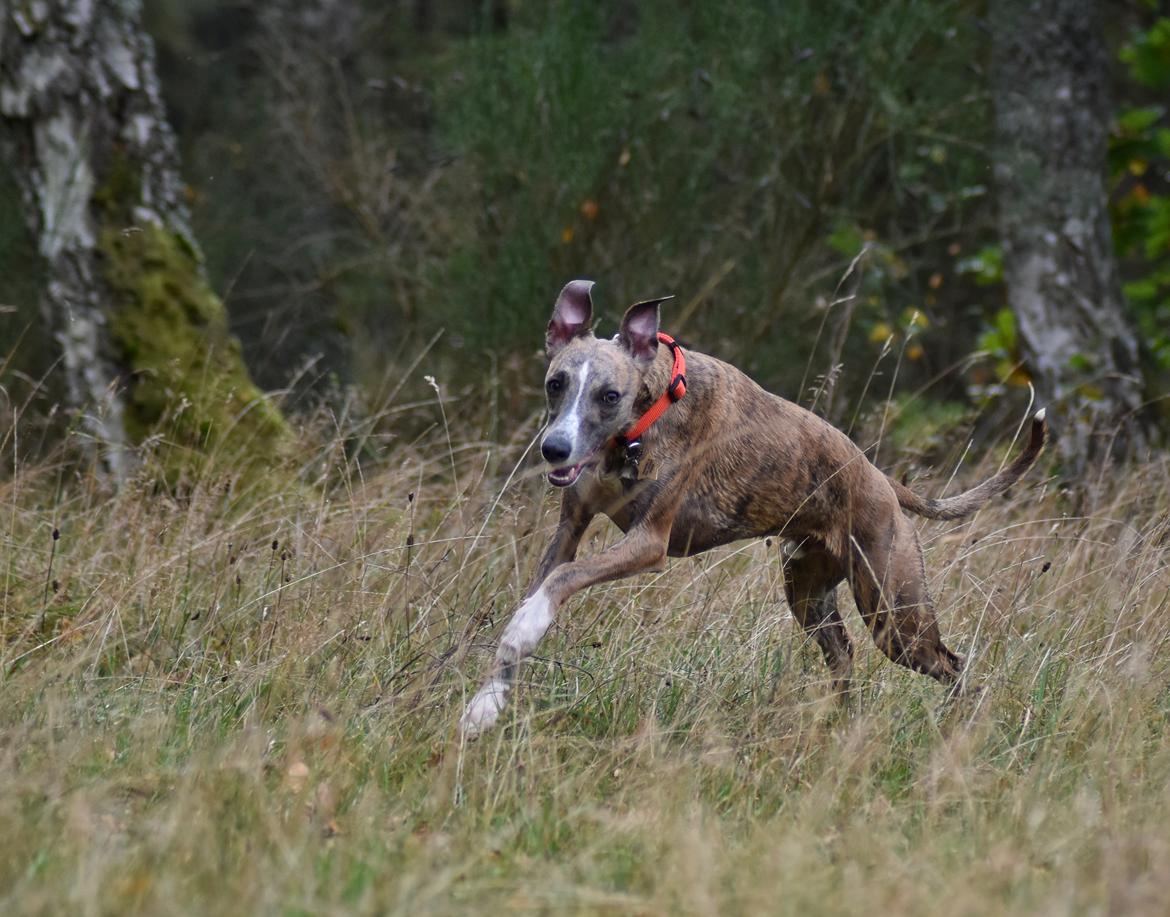 Whippet Falcon (Tanalorn Mr. Quade) billede 29