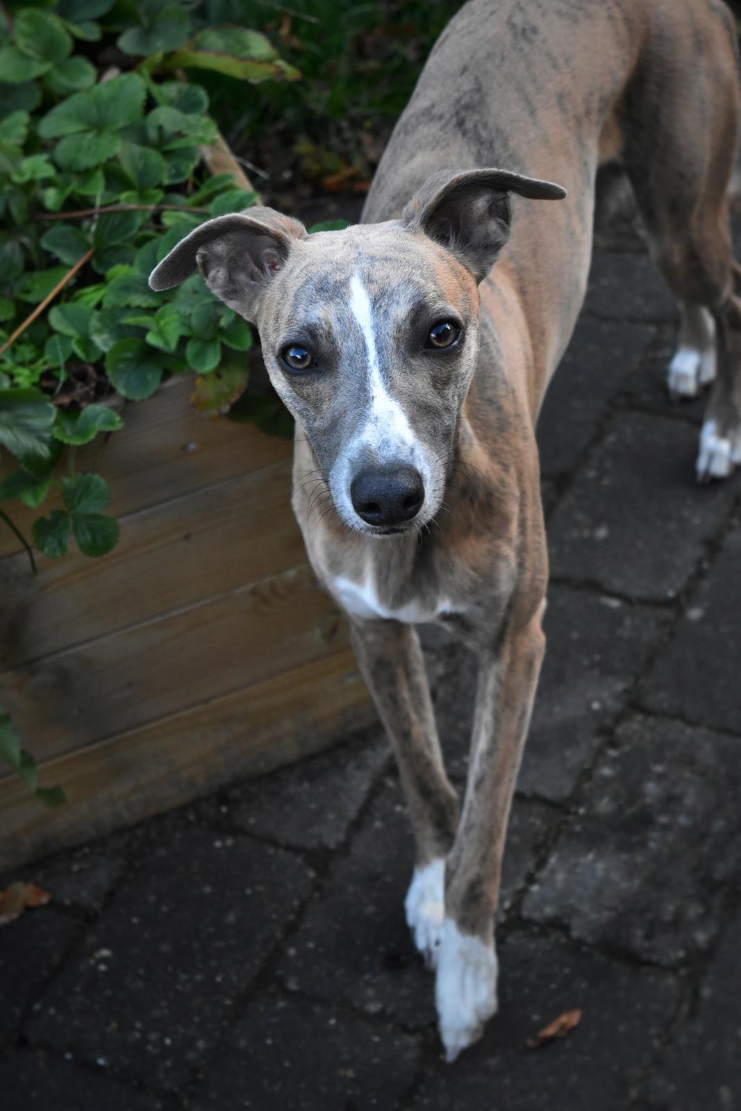 Whippet Falcon (Tanalorn Mr. Quade) billede 32