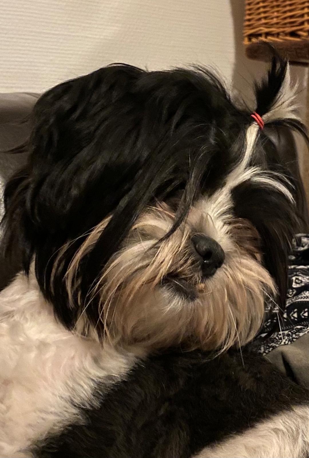 Shih tzu Luna billede 2