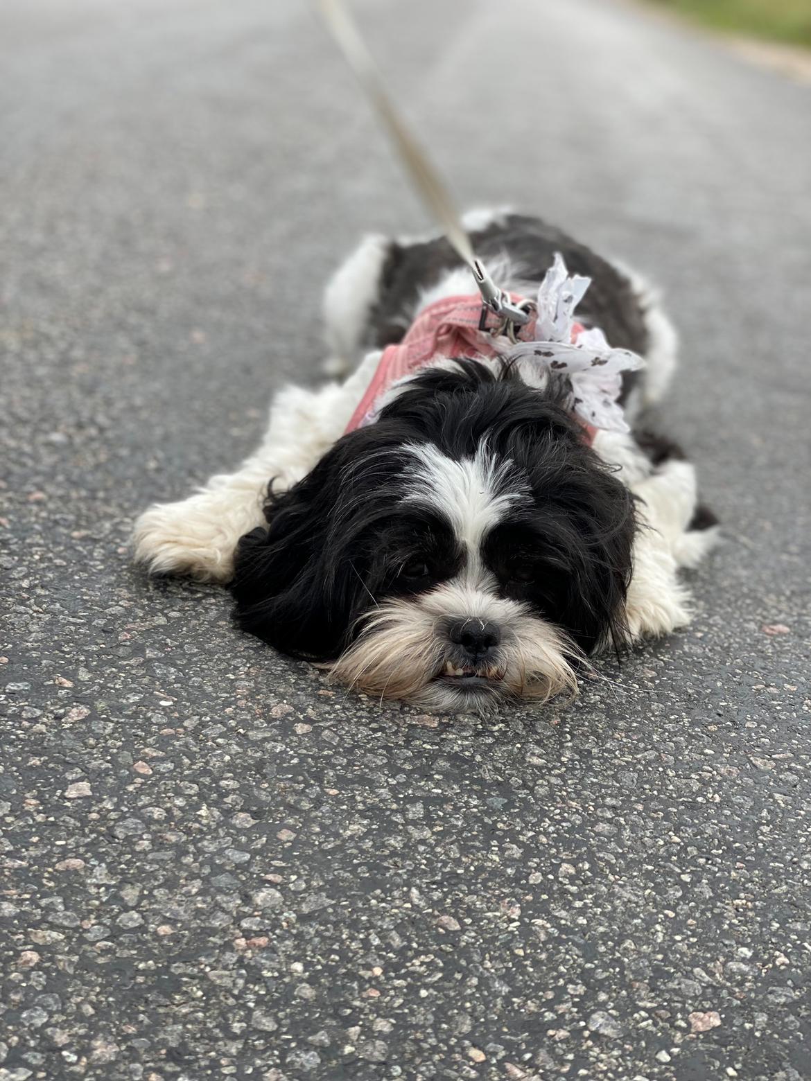 Shih tzu Luna billede 1